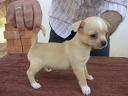 EXCELLENT CHIHUAHUA PUPPIES FOR YOUR KIDS FOR FREE